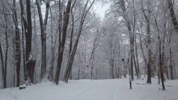 暴风雪期间的冬季公园