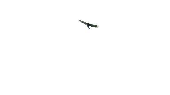 鹰在天空中飞翔慢镜头