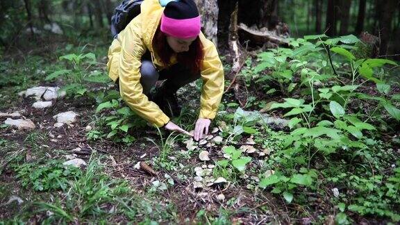 寻找可食用的蘑菇