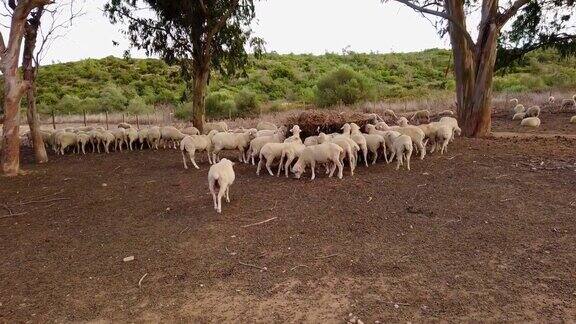 一群羊在田野里吃东西