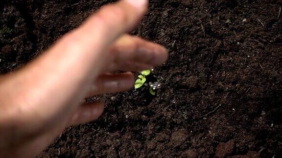 播种育苗在绿色背景上用手给幼苗浇水播种