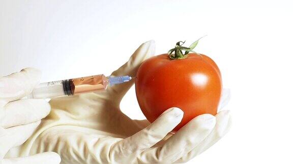 HD:转基因番茄
