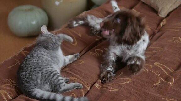 猫和狗打架友谊宠物有趣有趣的猫和狗室内视频