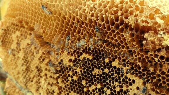蜂巢上的蜜蜂蜂巢和蜜蜂面包工蜂占据蜂巢生产蜂蜜和繁殖可以用来制作食物和饮料甜蜜的天然味道手持相机