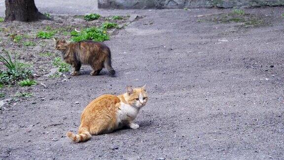 街上的两只流浪猫