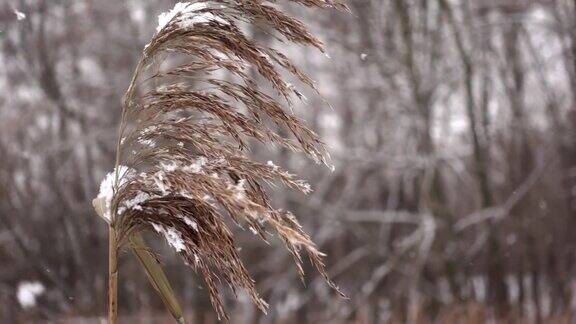 在特写和慢镜头中一根芦苇枝条在寒风中颤抖