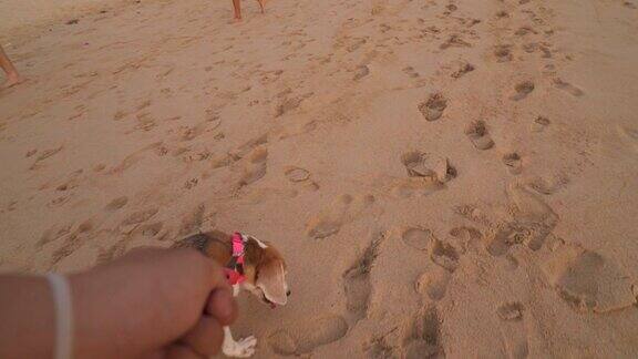 沙滩上的女人和狗