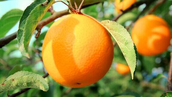 成熟的橘子在橘子树枝上
