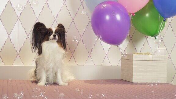 蝶耳犬用气球和肥皂泡来庆祝生日