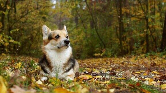 在美丽的秋天森林里散步的威尔士柯基犬