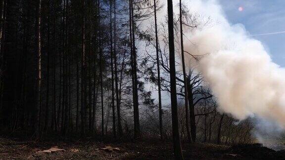 燃烧的松树林产生巨大的烟雾