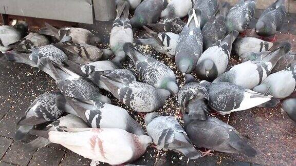 一群鸽子在街上吃爆米花