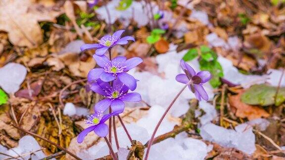 春花融雪时光流逝