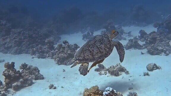 一只海龟在热带水域优雅地滑行
