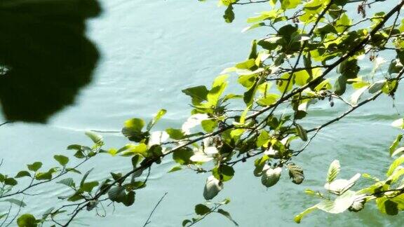 在树枝间河中游泳的欧亚白骨顶鸟