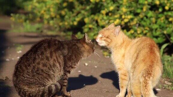 灰猫和红猫互相嗅着鼻子