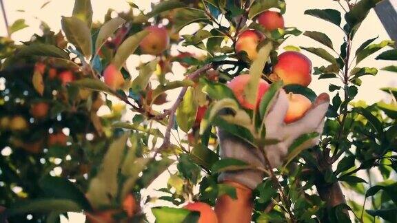 苹果收获有机水果苹果种植特写镜头摘苹果丰收园艺有机食品太阳耀斑下的苹果生态花园