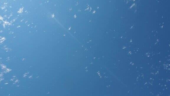 蒲公英的种子在蓝天上飞舞