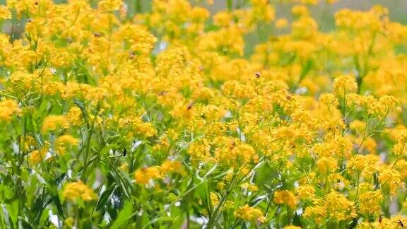 在阳光明媚、刮风的日子里盛开的黄花