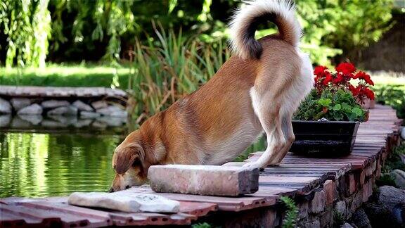 狗在池塘里喝水
