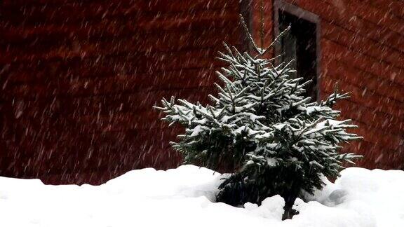 雪花飘落圣诞树