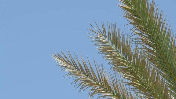 蓝色天空上的棕榈树视频4K格式