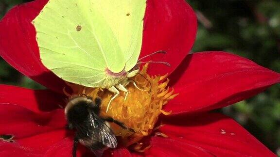 慢镜头中的蝴蝶花和大黄蜂