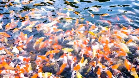 锦鲤花式鲤鱼在水族馆游泳俯视图