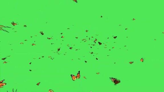 成群的蝴蝶在绿色的屏幕上飞翔