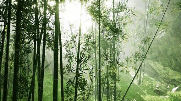 亚洲竹林有晨雾天气