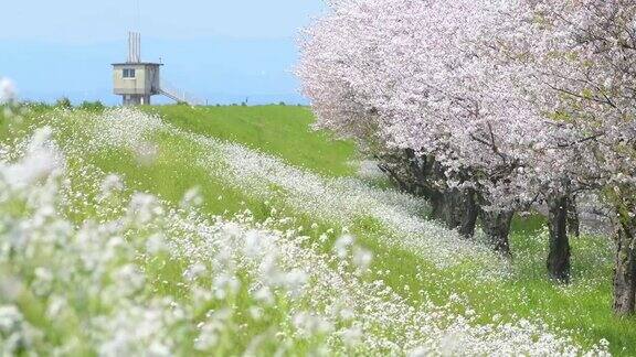 日本大分县大分市大分河边的一排樱桃树