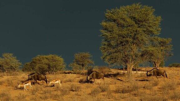 南非喀拉哈里沙漠黑暗天空下的角马和跳羚
