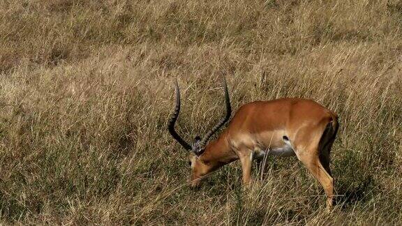 在马赛马拉一只正在吃草的黑斑羚正看着镜头