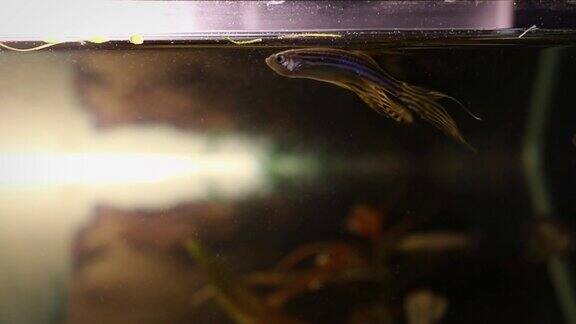 极度活跃的长鳍斑马丹尼奥在休息丹尼奥雷奥在一个鱼缸里游泳放松