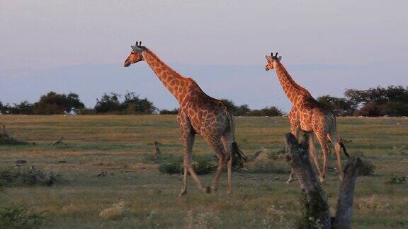 两只长颈鹿在夕阳下散步