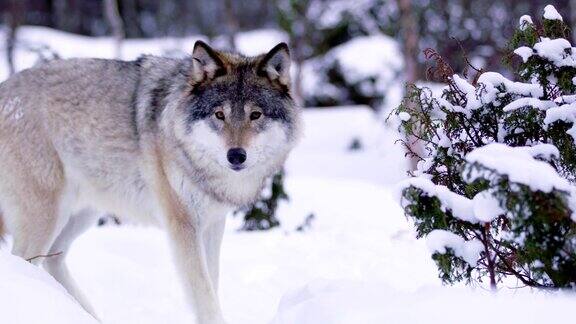 在美丽的冬季森林里远处有一只雄伟的狼