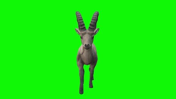 在绿色屏幕上行走的野山羊概念动物、野生动物、游戏、返校、3d动画、短视频、电影、卡通、有机、色度键、角色动画、设计元素、主题设置、可循环