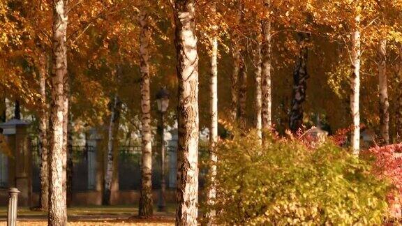 秋天的风景秋天的白桦林