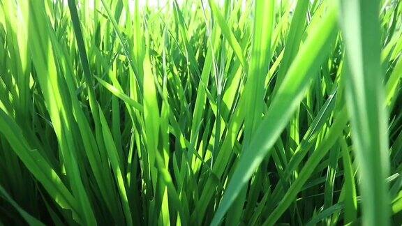 稻田在风中摇曳稻田在蓝天的背景下夏天的傍晚安全健康的食品配料印尼日惹的农业