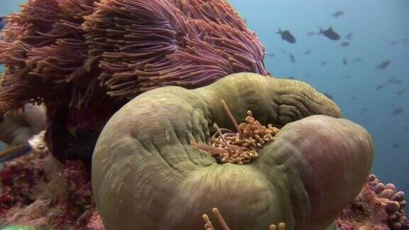 海葵和小丑鱼近距离观察马尔代夫海底的野生动物