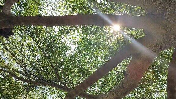 白天明亮的阳光透过树顶照射进来