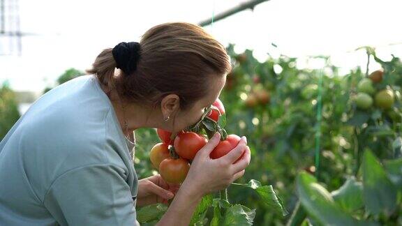 近距离观察女农民在温室里检查西红柿的手