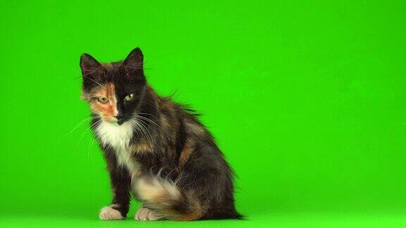 小猫小猫在绿色背景的4K视频屏幕上玩耍
