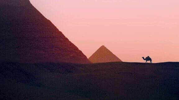 在金字塔附近行走的骆驼