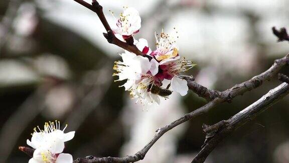 蜜蜂在花上采集花粉