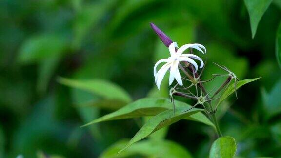 野生白色忍冬花