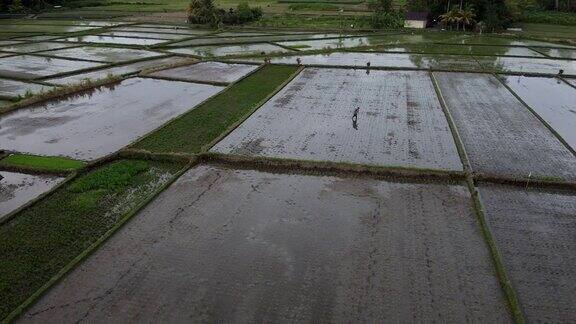 巴厘岛稻田的空中风景