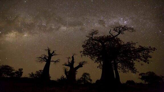 恒星延时拍摄银河系中的猴面包树博茨瓦纳