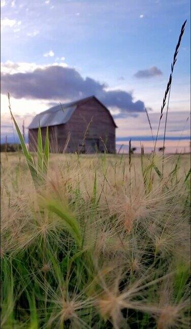 风吹谷仓前的草