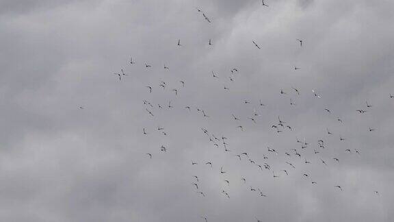 一群鸟儿在日本的天空中飞翔
